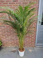 planten, Huis en Inrichting, Kamerplanten, Ophalen, Overige soorten, 150 tot 200 cm