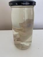 taxidermie embryo varkentje op sterk water, Ophalen of Verzenden, Zo goed als nieuw, Overige soorten, Opgezet dier