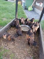 Mooie antwerpse baardkriel kipjes, Dieren en Toebehoren, Meerdere dieren, Kip