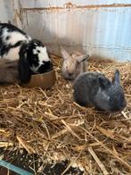 Lieve jonge NHD konijntjes, ook koppetjes, Meerdere dieren, Dwerg, Hangoor