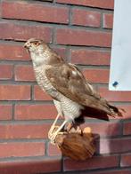 Opgezette vogel, Ophalen of Verzenden, Zo goed als nieuw, Vogel, Opgezet dier