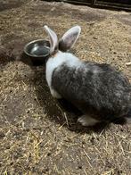 Duitse reus, Dieren en Toebehoren, Konijnen, Mannelijk, Groot, 0 tot 2 jaar