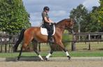 5 jarige knappe merrie, Merrie, Gechipt, Dressuurpaard, 3 tot 6 jaar