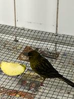 3 koppels zwart kobalt geel kanaries, Dieren en Toebehoren, Vogels | Kanaries, Meerdere dieren, Kleurkanarie