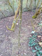 50 euro., Ophalen, Halfschaduw, Overige soorten, Lente