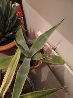 Agave americana, Tuin en Terras, Volle zon, Vaste plant, Bloeit niet, Ophalen