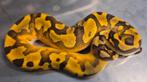 Python regius mahogany enchi yb piebald het hypo man, Slang