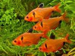 Rode Minor - Leuke visjes voor je tropisch aquarium, Vis, Zoetwatervis, Schoolvis