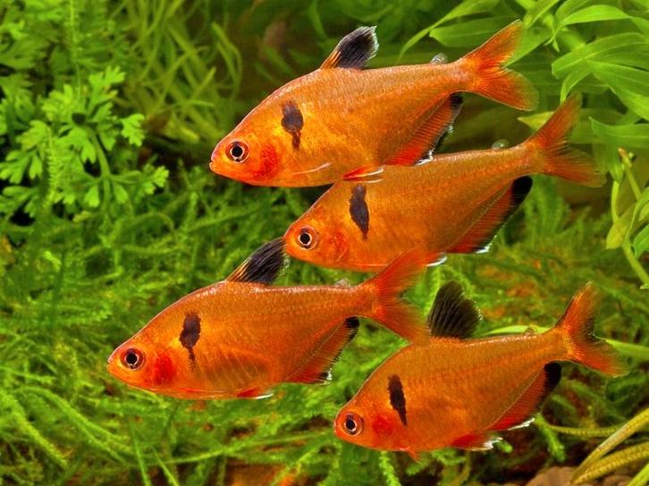 Rode Minor - Leuke visjes voor je tropisch aquarium, Dieren en Toebehoren, Vissen | Aquariumvissen, Zoetwatervis, Vis, Schoolvis