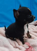 Chihuahua pups mini, Dieren en Toebehoren, 8 tot 15 weken, Meerdere, Meerdere dieren, Nederland