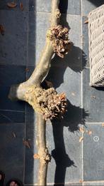 Stoere decoratietakken van leiplataan ca 2 meter breed, Tuin en Terras, Ophalen