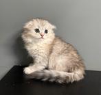 Britse korthaar/langhaar kittens, Dieren en Toebehoren, Katten en Kittens | Raskatten | Korthaar, Geslacht onbekend, Ontwormd