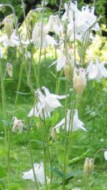 Zaden Akelei wit beschikbaar voor biedingen