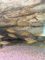 Nimbochromis Venustus / Malawi Cichlide, Dieren en Toebehoren, Vissen | Aquariumvissen, Vis