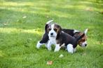 Prachtige Beagle pups, Dieren en Toebehoren, Beagle, CDV (hondenziekte), 8 tot 15 weken, Meerdere dieren