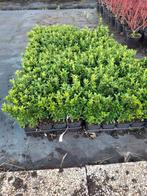 Buxus vervangers, Tuin en Terras, Ophalen, Bloeit niet, Overige soorten, Volle zon