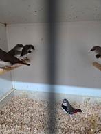 Diamant vinken, Dieren en Toebehoren, Vogels | Overige Vogels, Meerdere dieren