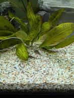 Steenkruipers / Tijger Gastromyzon / Sewellia lineolata, Dieren en Toebehoren, Vissen | Aquariumvissen, Vis
