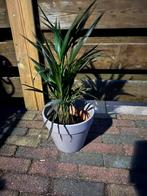 Grijs beige pot met palm, taupe klerig, Ophalen of Verzenden, Overige soorten, Volle zon