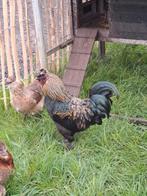 Toom kippen, 1 haan 2 groenleggende hennen., Dieren en Toebehoren, Pluimvee, Kip, Mannelijk