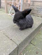 Nederlandse Dwerg hangoor konijntjes, Dieren en Toebehoren, Konijnen, Meerdere dieren, Dwerg, Hangoor, 0 tot 2 jaar