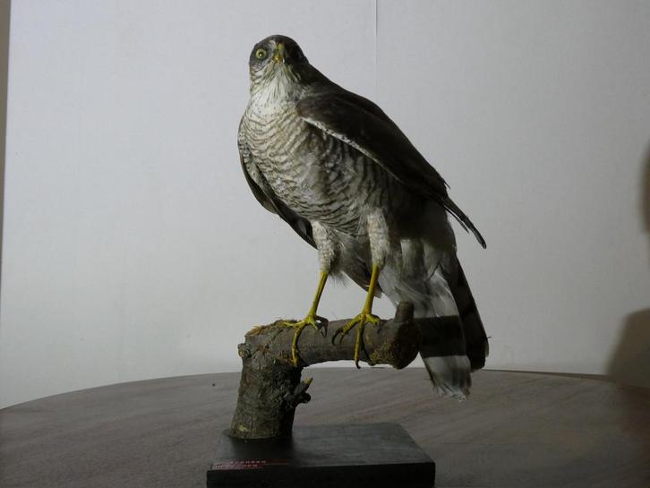 Opgezette Sperwer taxidermie, Verzamelen, Dierenverzamelingen, Gebruikt, Opgezet dier, Ophalen of Verzenden
