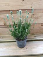Lavendula Aromatische white Lavendel, Tuin en Terras, Planten | Tuinplanten, Volle zon, Vaste plant, Zomer, Ophalen