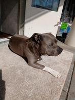 Stafford, Reu, Eén hond, 3 tot 5 jaar, Nederland