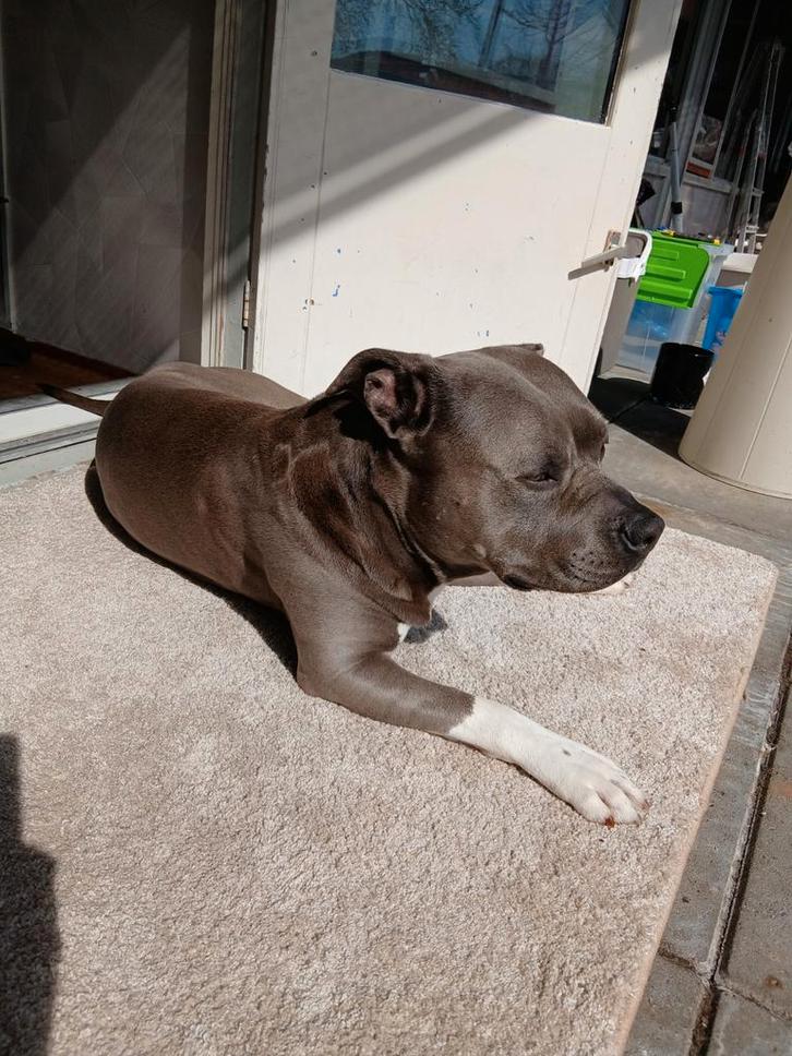 Stafford, Dieren en Toebehoren, Honden | Bulldogs, Pinschers en Molossers, Reu, Particulier, Eén hond, Nederland, 3 tot 5 jaar