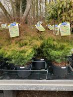 Cryptomeria japonica 'Elegans', Volle zon, Vaste plant, Bloeit niet, Ophalen