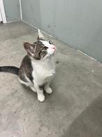 Twee lieve kittens Jack & Jones zoeken een gouden mandje, Dieren en Toebehoren, Kater