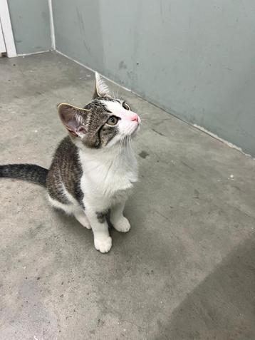 Twee lieve kittens Jack & Jones zoeken een gouden mandje  beschikbaar voor biedingen