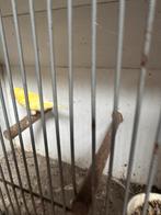 Waterrslagers, Geslacht onbekend, Tropenvogel