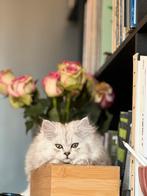 Scottish Long Hair Kittens, Poes, Langharig, 0 tot 2 jaar