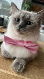 Ragdoll poes, Dieren en Toebehoren, Katten en Kittens | Raskatten | Langhaar, Poes