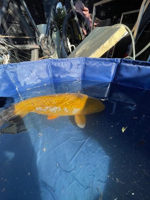 gin rin chagoi Japanse koi, Dieren en Toebehoren, Vissen | Vijvervissen, Karper of Koi