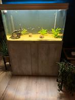 Compleet Aquarium met Onderkast + Vissen + Toebehoren, Dieren en Toebehoren, Ophalen, Gebruikt, Gevuld zoetwateraquarium