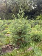 Sequoiadendron giganteum, Mammoetboom, Volle zon, Bloeit niet, Minder dan 100 cm, Overige soorten
