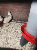 Japanse kwartel hennen, Vrouwelijk, Overige soorten