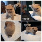 Dwergkees pups, Dieren en Toebehoren, Honden | Poolhonden, Keeshonden en Oertypen, Keeshond, 8 tot 15 weken, Meerdere, Meerdere dieren