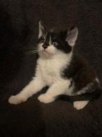 Een nestje hele mooie en gezonde boerderij kittens, Dieren en Toebehoren, Katten en Kittens | Raskatten | Korthaar, Meerdere dieren