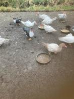 Muskuseenden te koop 24 stuks (11 man en 13 vrouw), Dieren en Toebehoren, Meerdere dieren