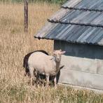 Ouessant ram en ooi, Dieren en Toebehoren, Schapen, Geiten en Varkens, Meerdere dieren, Schaap