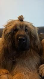 Tibetaanse mastiff teefje 2-2024, Dieren en Toebehoren, Honden | Niet-rashonden, CDV (hondenziekte), 1 tot 2 jaar, Teef, Groot