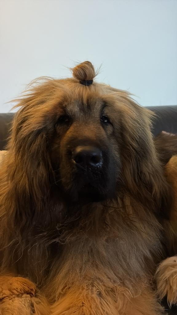 Tibetaanse mastiff teefje 2-2024, Dieren en Toebehoren, Honden | Niet-rashonden, Groot, Teef, Particulier, Eén hond, Nederland