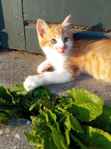 Boerderij kittens, rode katertjes  beschikbaar voor biedingen