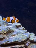 Amphiprion Ocellaris Snowflake/Annemoonvis, Dieren en Toebehoren, Vissen | Aquariumvissen, Vis, Zoutwatervis