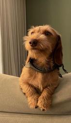 Ruwharige dwergteckel dekrue , roodharig., Dieren en Toebehoren, Honden | Dekreuen, Rabiës (hondsdolheid), Reu, Eén hond, 3 tot 5 jaar