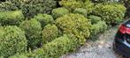 Diverse buxus struiken, Ophalen, Buxus, Minder dan 100 cm