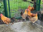 Friese hoenders goudpel, Dieren en Toebehoren, Pluimvee, Meerdere dieren, Kip